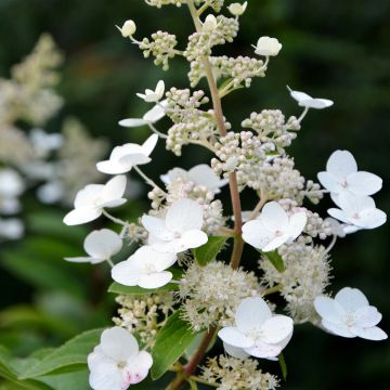 Hydrangea paniculata Tardiva - Hortensia paniculé