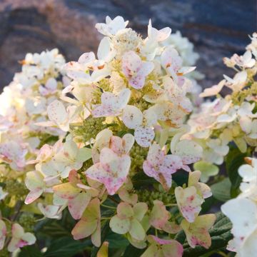 Hydrangea paniculata Tickled Pink - Hortensia paniculé