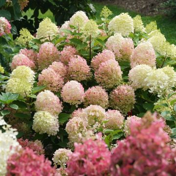 Hydrangea paniculata Fire Light - Hortensia paniculé