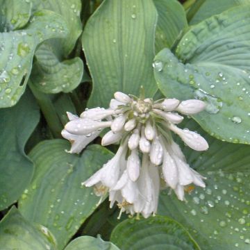 Hosta Bressingham Blue