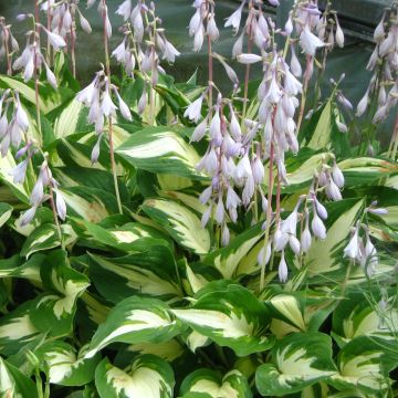 Hosta Christmas Candy