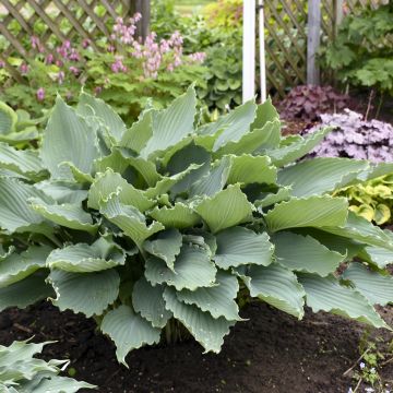 Hosta Diamond Lake