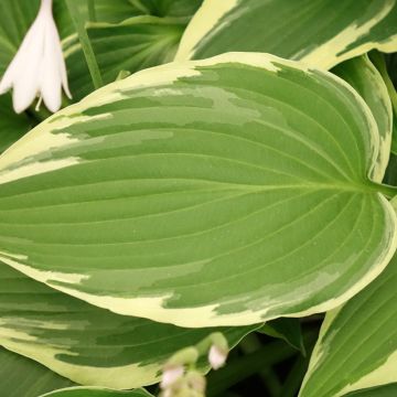 Hosta Great Expectations