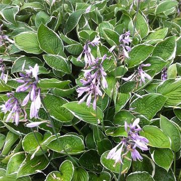 Hosta Green Gold