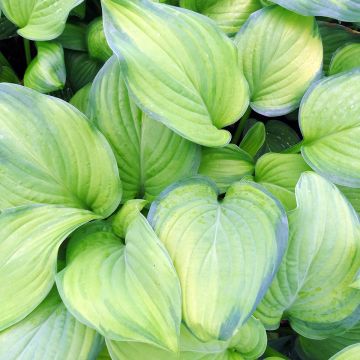 Hosta Guacamole