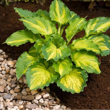 Hosta Lakeside Paisley Print