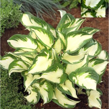 Hosta Paul Revere