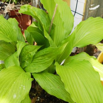 Hosta Red Dragon