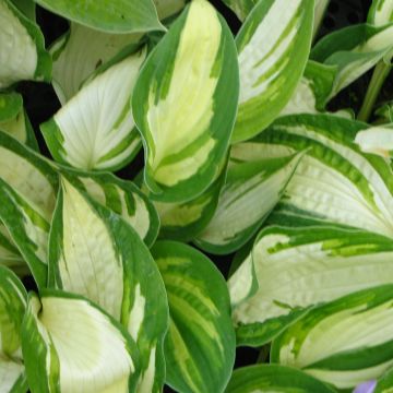 Hosta Reversed - Hosta panaché