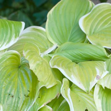 Hosta Saint Elmo's Fire