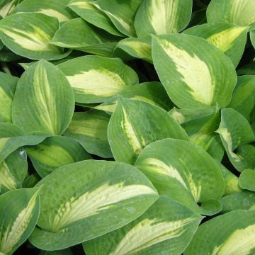 Hosta Saint Paul