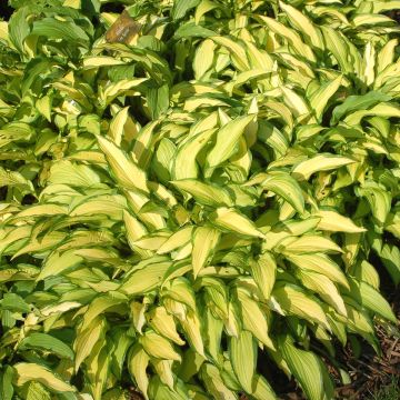 Hosta Sea Sprite