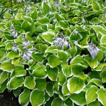 Hosta Shade Fanfare - Hosta panaché