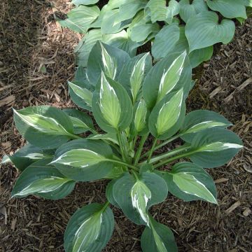 Hosta Snake Eyes