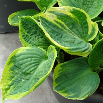 Hosta Sugar Daddy