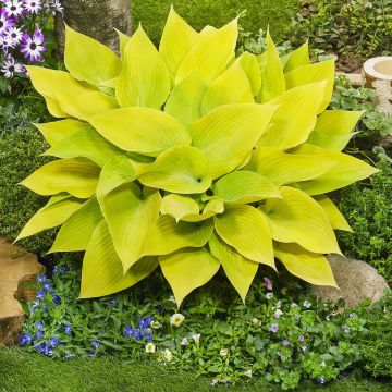 Hosta Sunny Halcyon