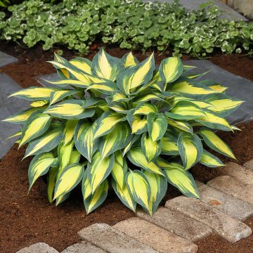 Hosta Timeless Beauty