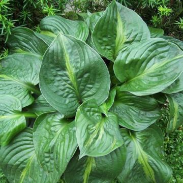 Hosta Victor