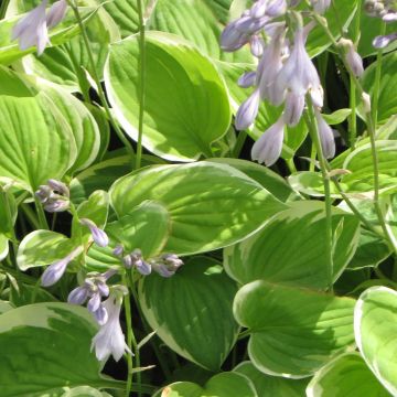 Hosta Warwick Edge