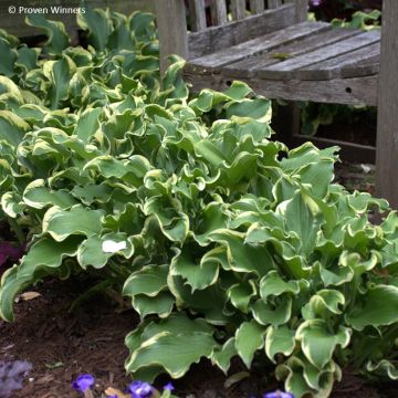 Hosta Wheee!