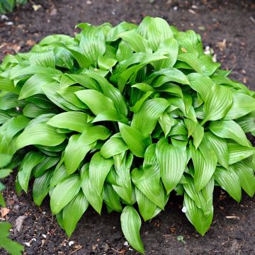 Hosta clausa var. normalis  