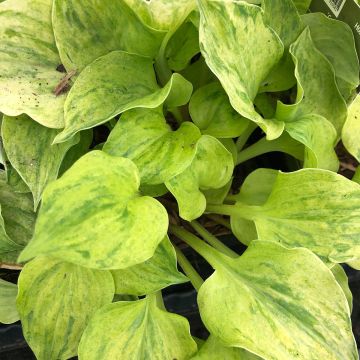 Hosta Golden Needles