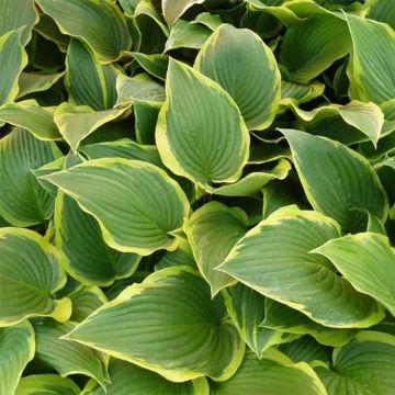 Hosta montana Yellow River