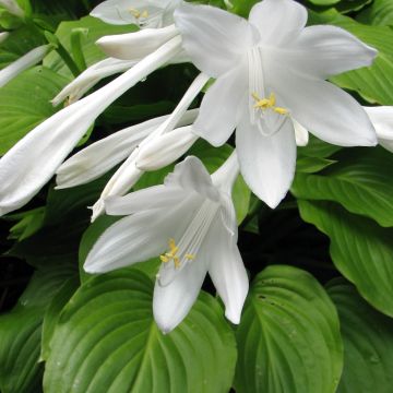 Hosta plantaginea Aphrodite