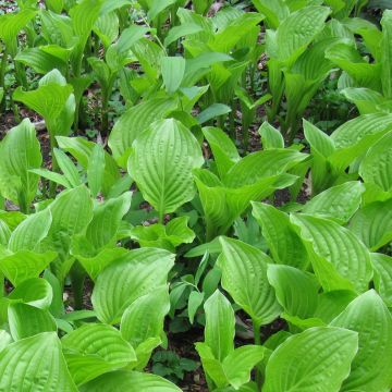 Hosta plantaginea var. japonica