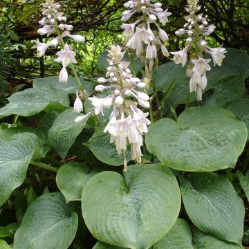 Hosta sieboldiana var. elegans