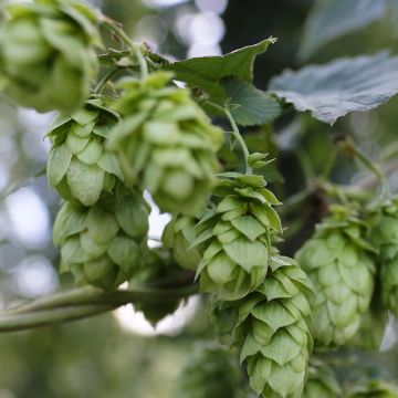 Houblon - Humulus lupulus Hallertauer Tradition