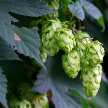 Houblon - Humulus lupulus Hersbrucker