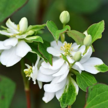 Houttuynia cordata Flore Pleno