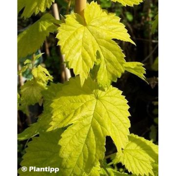 Houblon doré -Humulus lupulus Golden Tassels (Diva)