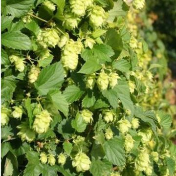 Humulus lupulus Nordbrau - Houblon femelle 