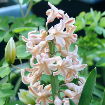 Jacinthe Firelight - Hyacinthus (x) orientalis