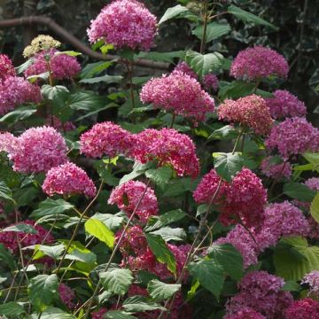 Hortensia - Hydrangea arborescens Bella Anna