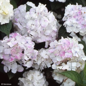 Hortensia - Hydrangea serrata Impératrice Eugénie (Collection 1900)