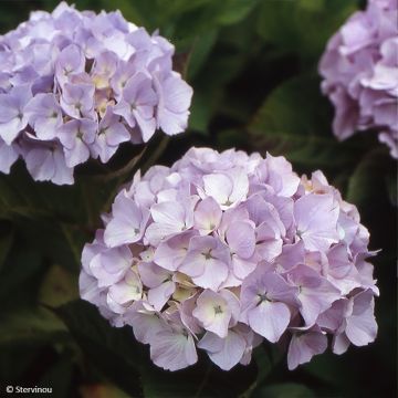 Hortensia macrophylla Madame Plumecoq