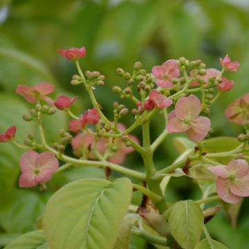 Hydrangea anomala Crug Coral - Hortensia grimpant