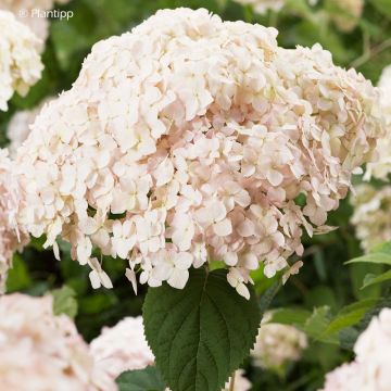 Hortensia arborescens Candybelle Marshmallow