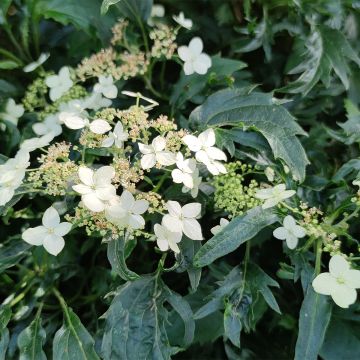 Hortensia - Hydrangea arborescens Emerald lace 