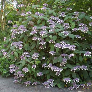 Hydrangea aspera Bellevue - Hortensia arbustif