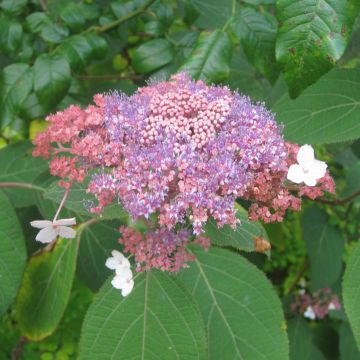 Hortensia - Hydrangea aspera Kawakami - Hortensia arbustif