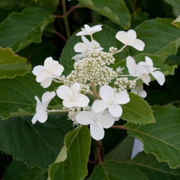 Hydrangea paniculata Levana - Hortensia paniculé