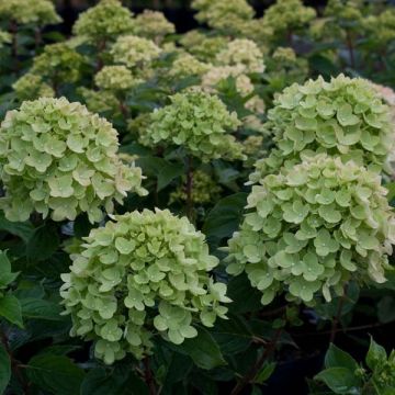 Hydrangea paniculata Little Lime - Hortensia paniculé