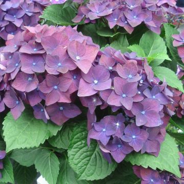 Hortensia - Hydrangea macrophylla Deep Purple Dance (Music Collection)