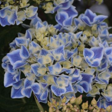 Hortensia - Hydrangea macrophylla Lady Fujiyo