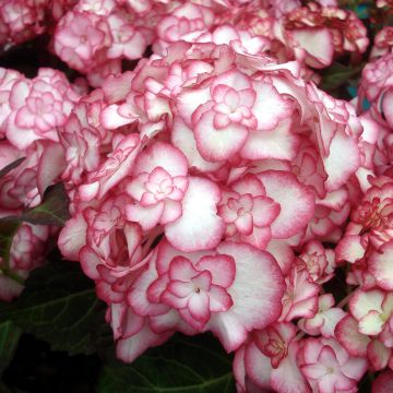 Hydrangea macrophylla Miss Saori - Hortensia