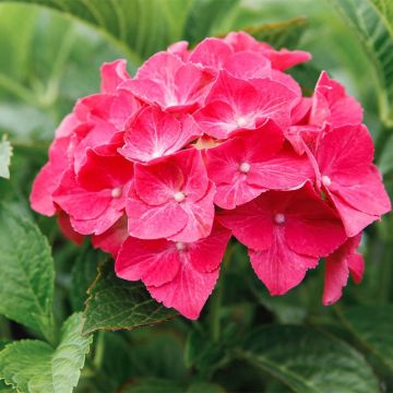 Hortensia macrophylla Alpenglühen